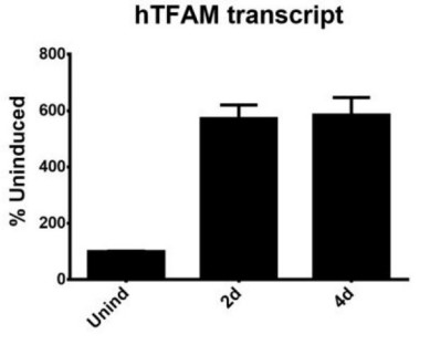 Effects of endogenous human mitochondrial transcription factor A (hTFAM) overexpression in human cells.jpg